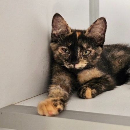 Canelle - Chat Européen à adopter