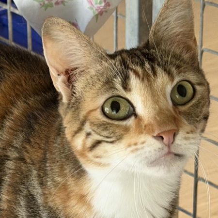 Ossia - Chat Européen à adopter