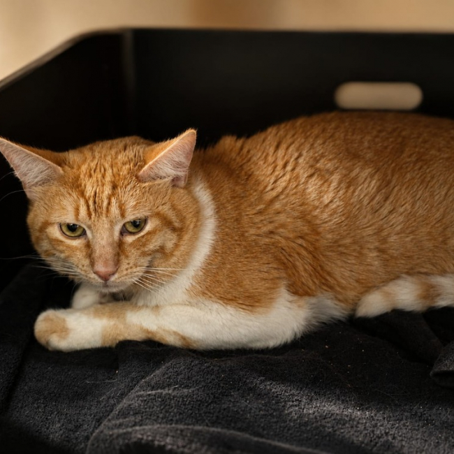 Photo de Pesto