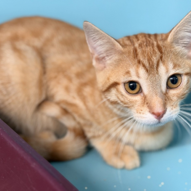 Photo de Chatccino