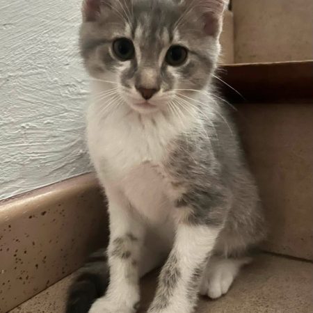 Basile - Chat Européen à adopter