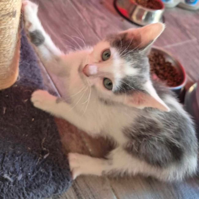 Bambino