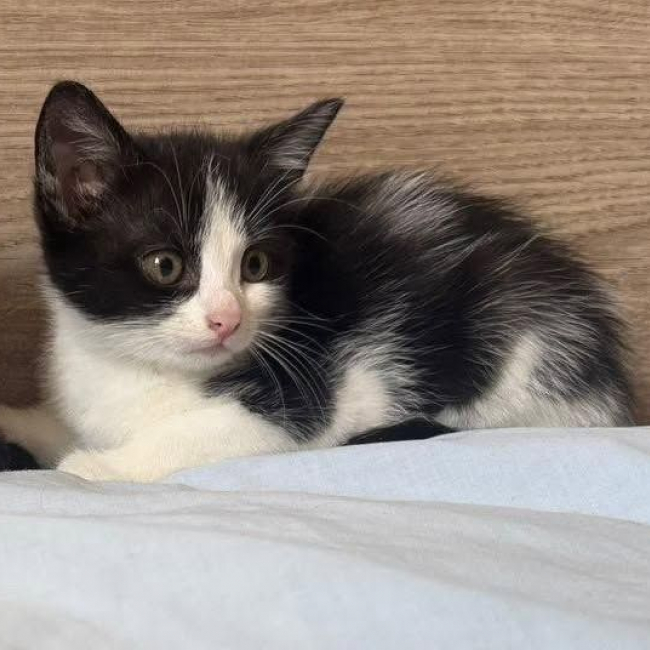 Photo de BONNIE