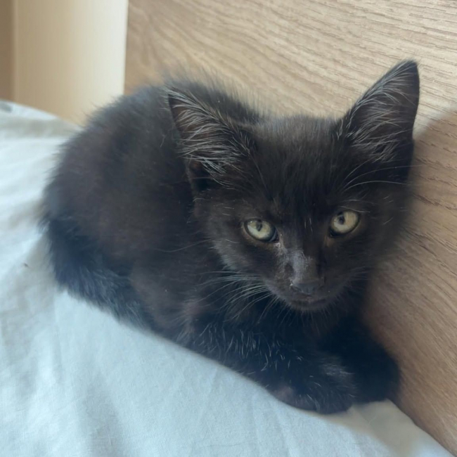Photo de BROWNIE