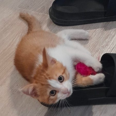 Roussette - Chat Européen à adopter
