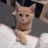 Arcat