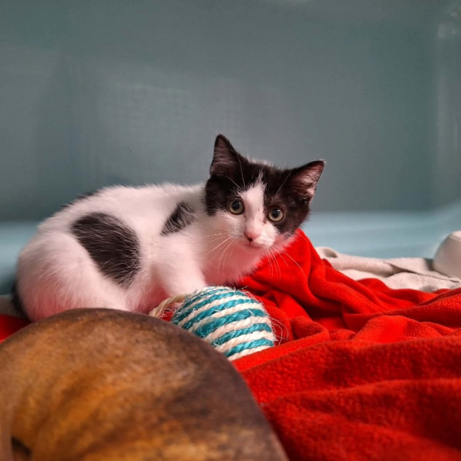 Gribouille - Chat Européen à adopter