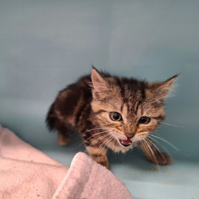 Oliver - Chat Européen à adopter