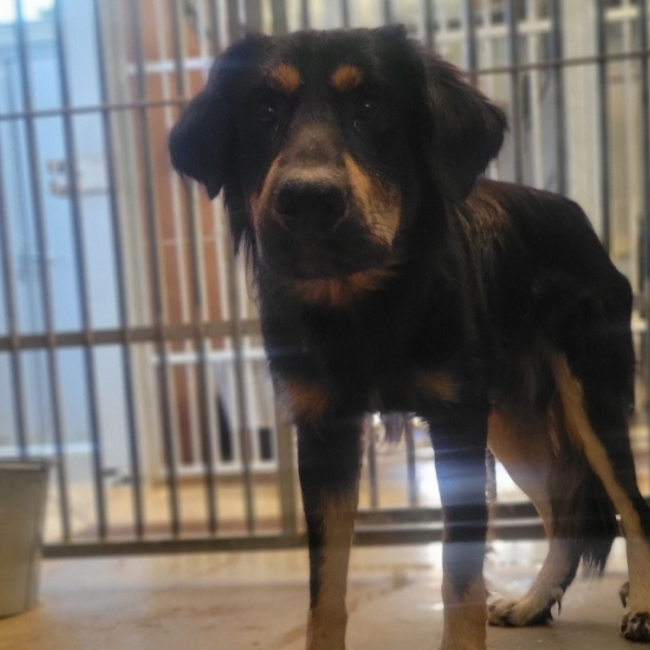 Sasuké - Chien Berger à adopter