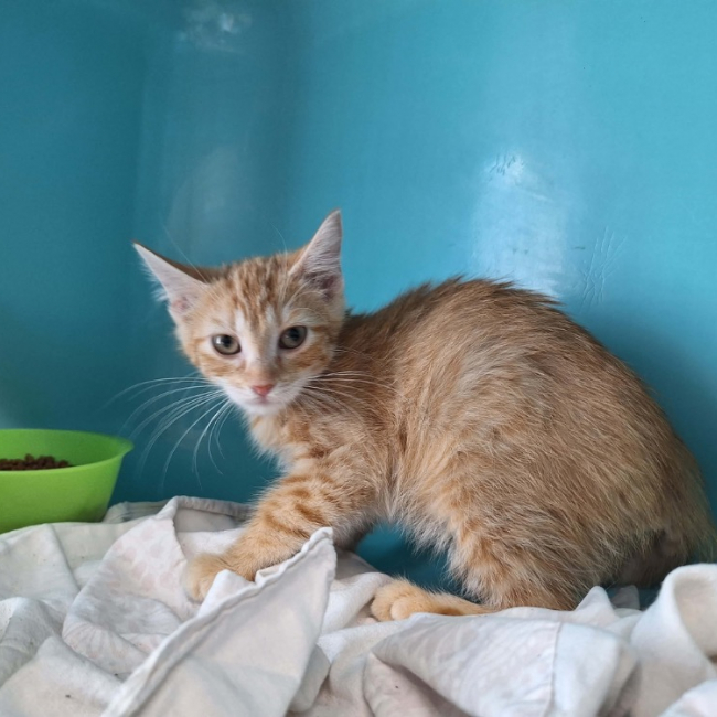 Bob - Chat Européen à adopter