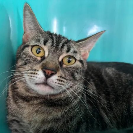 Penny - Chat Européen à adopter