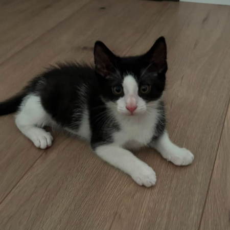 Dior chez julie - Chat Européen à adopter