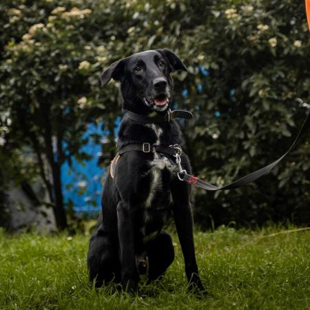 Flash - Chien à adopter