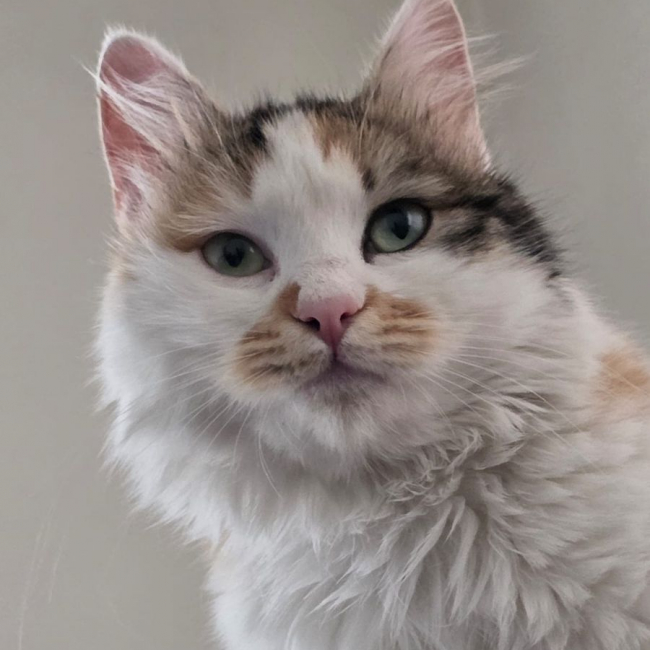 Photo de Elsa
