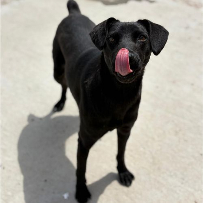 Photo de LAIKA