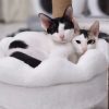 Elvis et Muxu