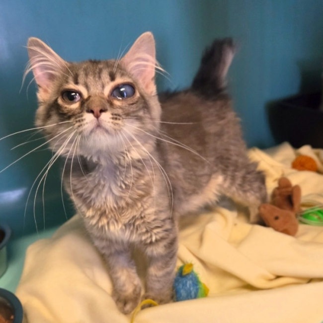 Bebe - Chat à adopter