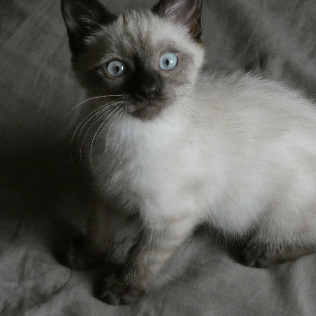 Photo de Petiot