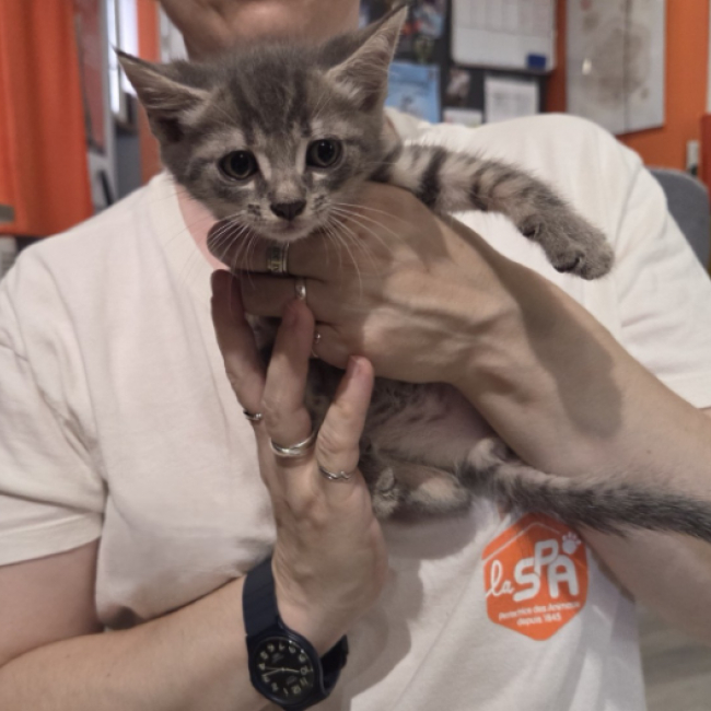 Photo de Blitz en cours d'adoption