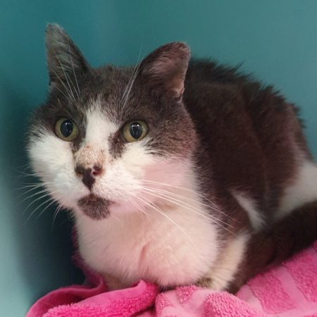 Galago - Chat Européen à adopter