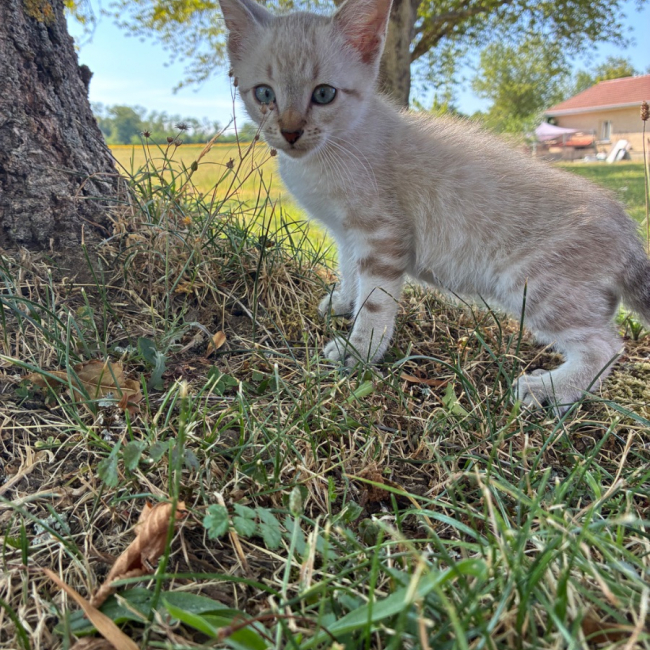BOY