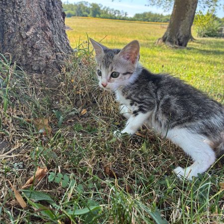 BOSS - Chat Européen à adopter