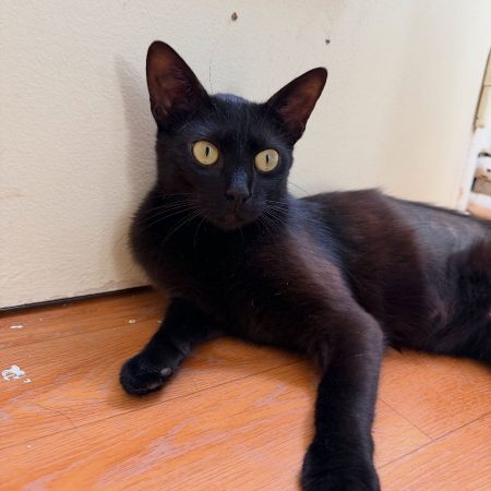 ALTA - Chat Européen à adopter