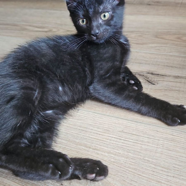 Photo de NEBULA