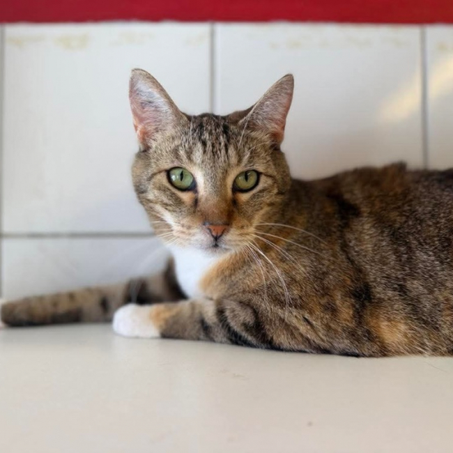Artemis