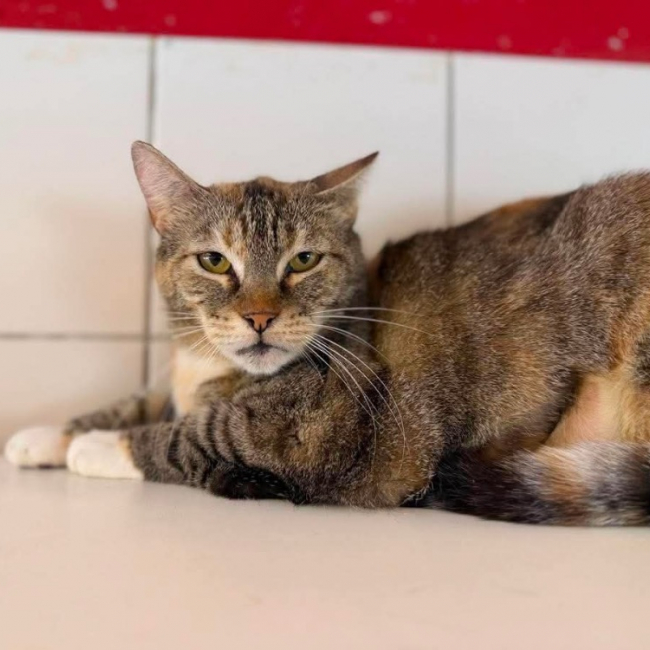 Hera - Chat Européen à adopter