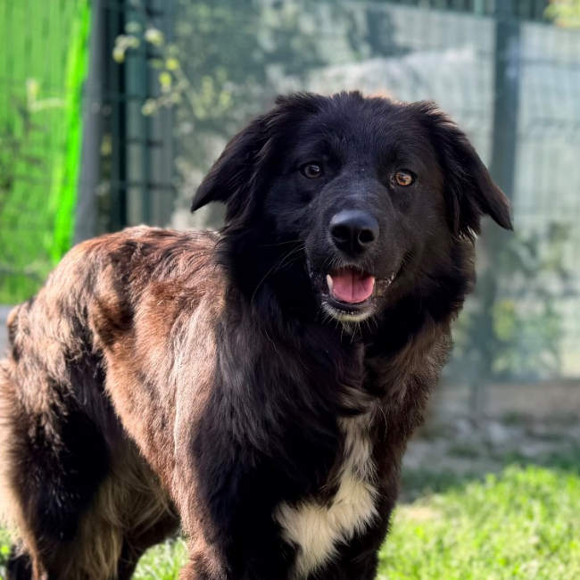 Lexie - Chien Border Collie à adopter