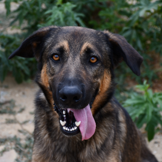 Vasco - Chien à adopter
