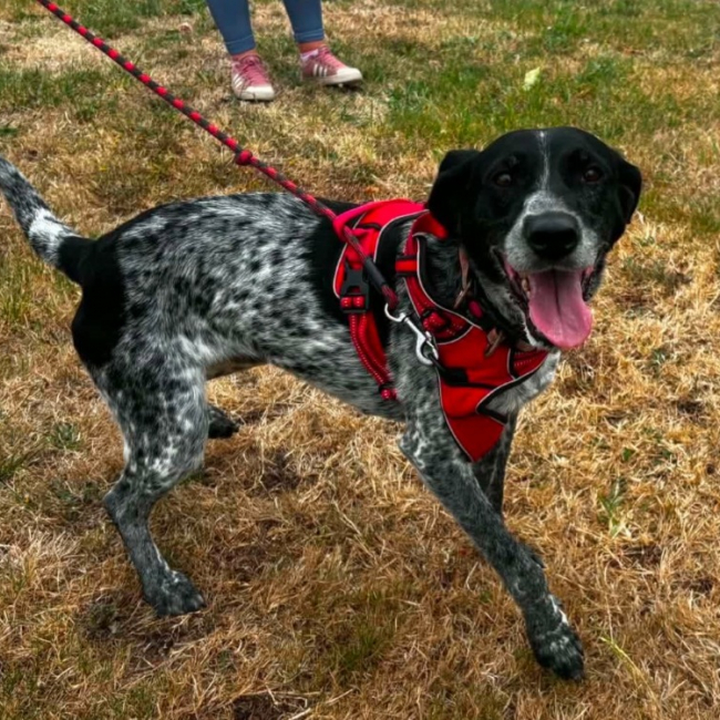 Pipa