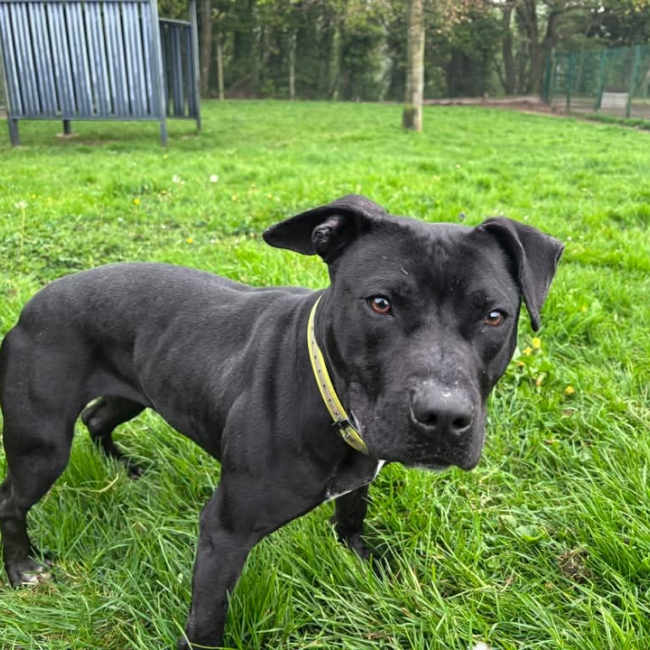 Tonic - Chien à adopter