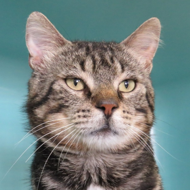 Vagabond - Chat Européen à adopter