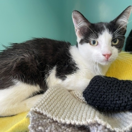 Toutoune - Chat Européen à adopter