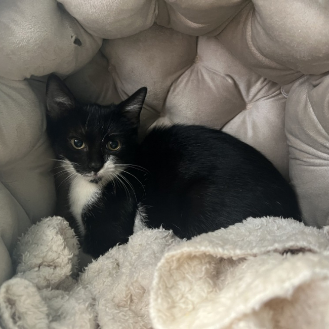 Photo de Domino