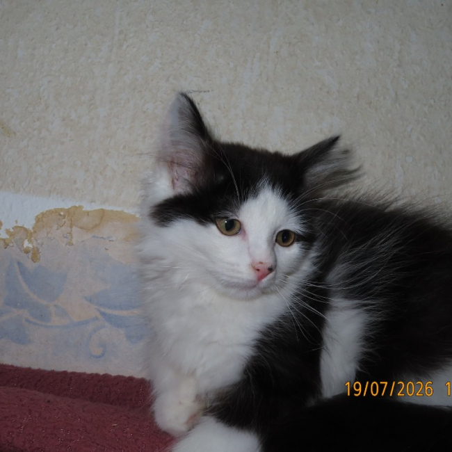 Photo de Link