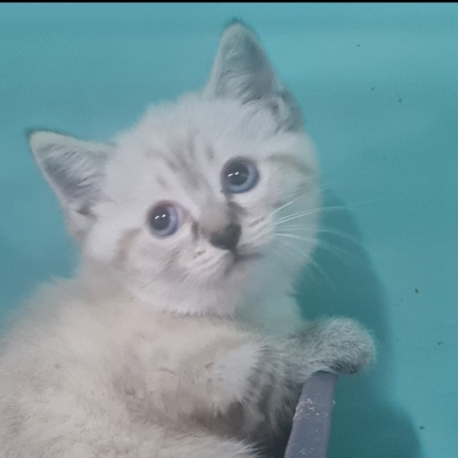 Photo de Bellatrix