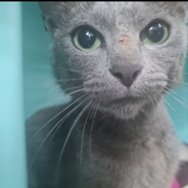 Photo de Minerva