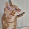 Bretzel