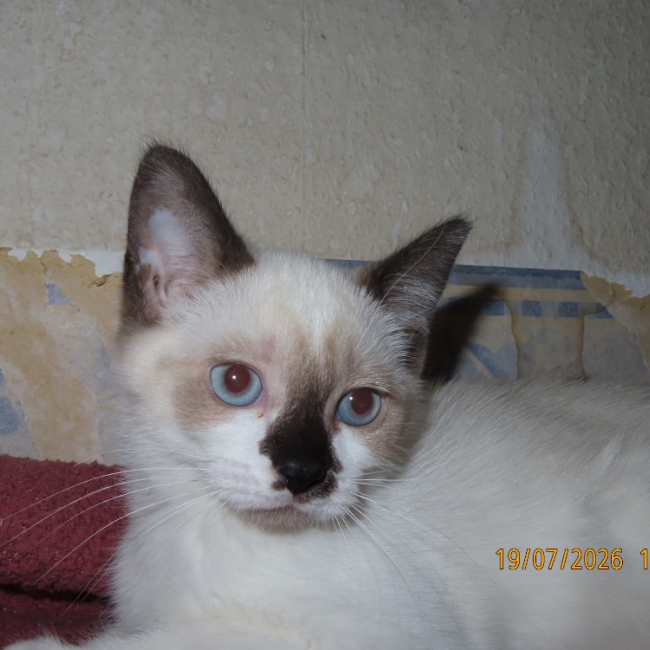 Photo de Nini chat