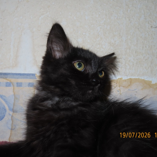 Photo de Naka
