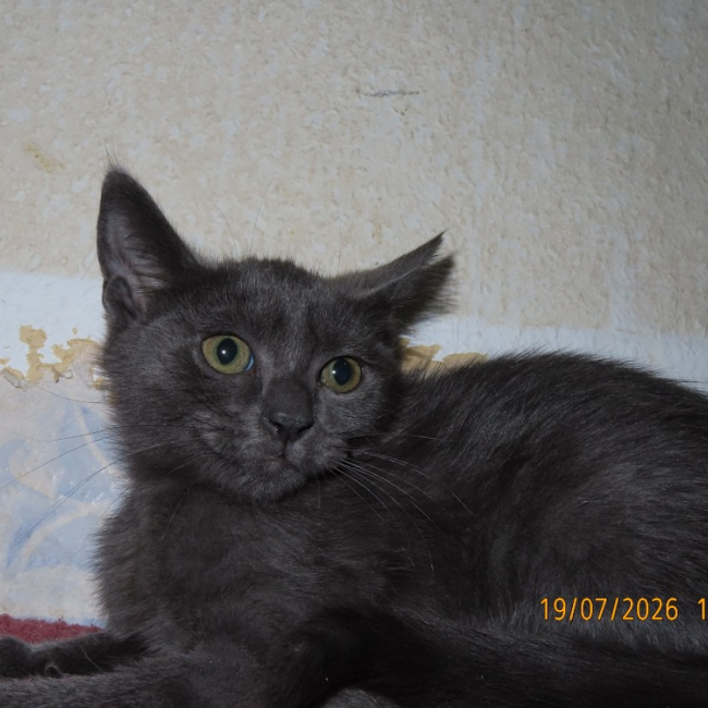 Photo de Kaya