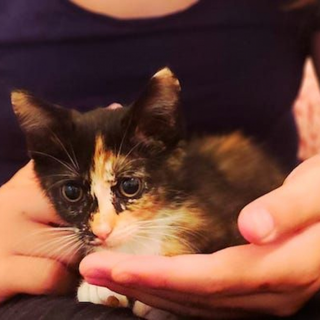 VIOLAINE - Chat à adopter