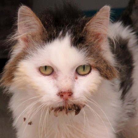 Baloo - Chat Européen à adopter