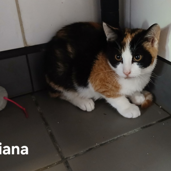Tiana