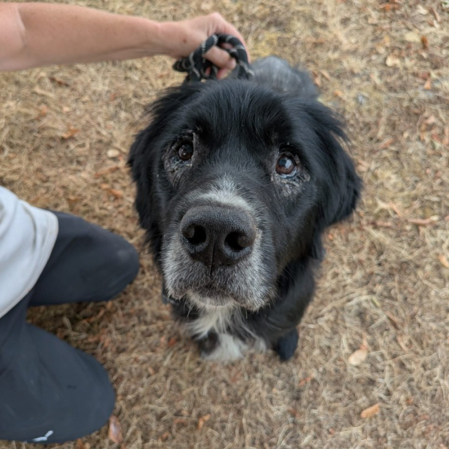 Skype - Chien à adopter
