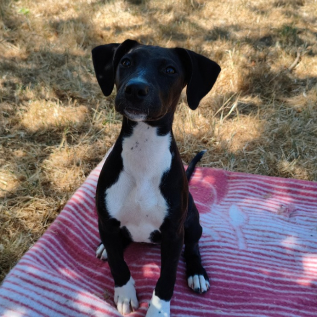 Kara - Chien à adopter