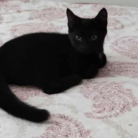 Cosmo - Chat Européen à adopter